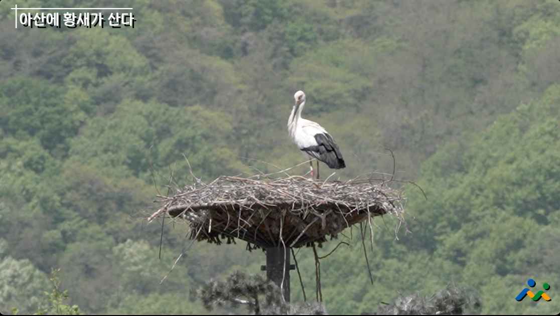 아산에 황새가 산다